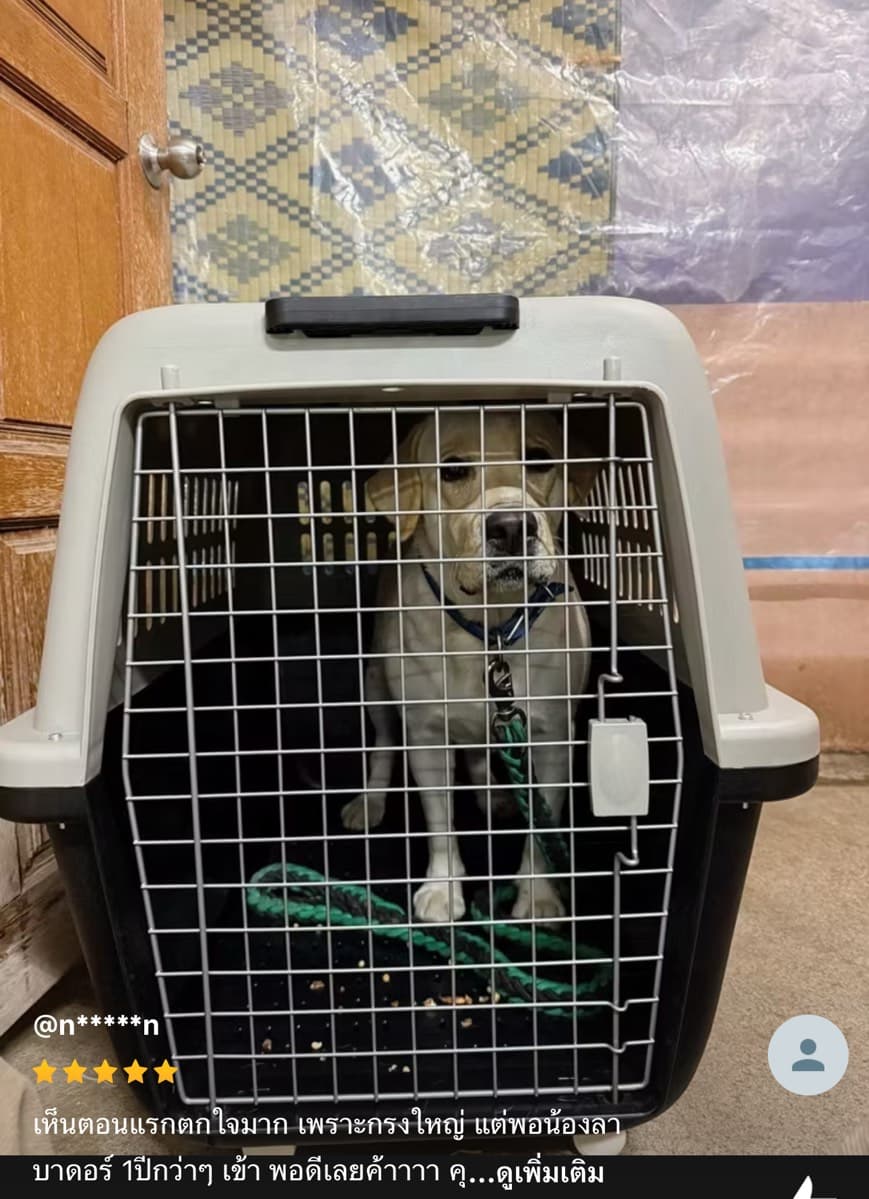 Golden Retriever review